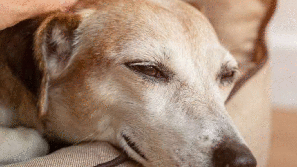 Camas ortopédicas para cães idosos