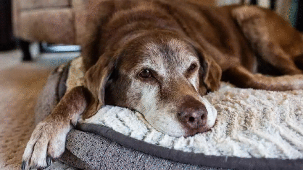 Camas ortopédicas para cães idosos: conforto para o seu pet