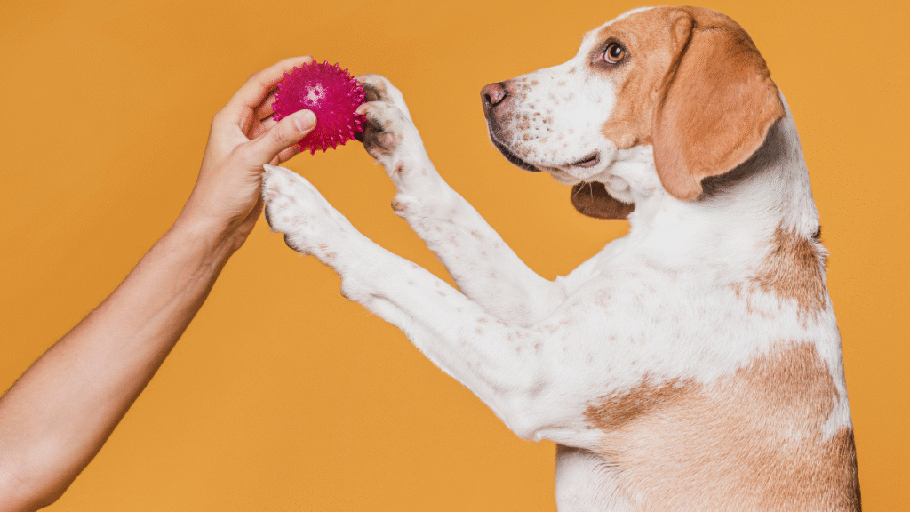 brinquedos interativos para cães