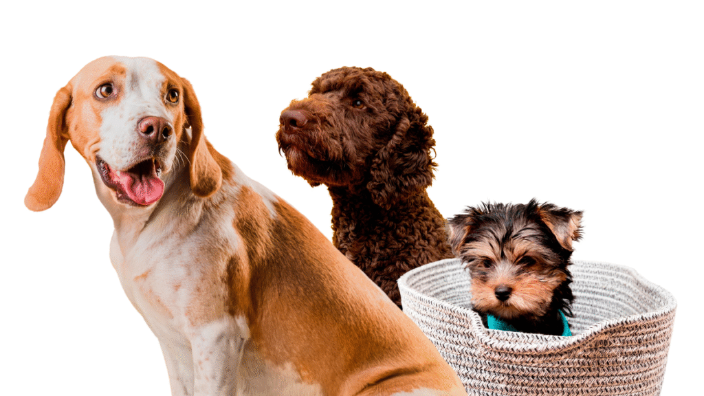 Isenção de responsabilidade