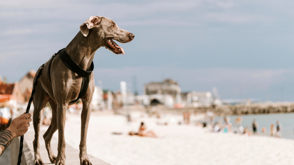 Política de Transparência