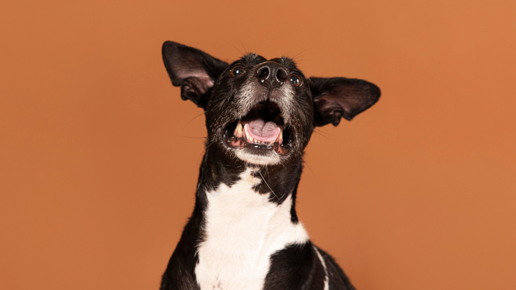 cachorro latindo muito