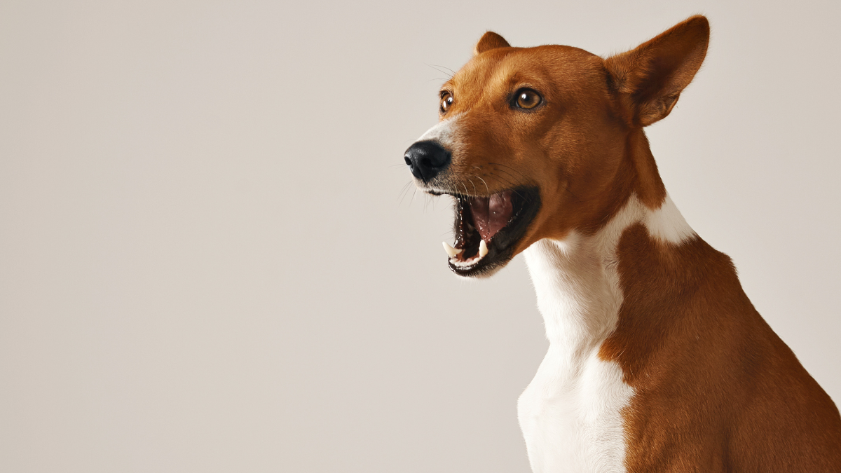 cachorro latindo muito