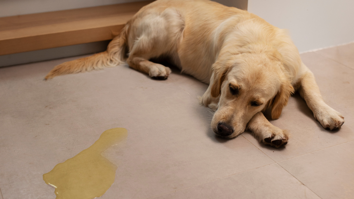 cachorro fazendo xixi no lugar errado