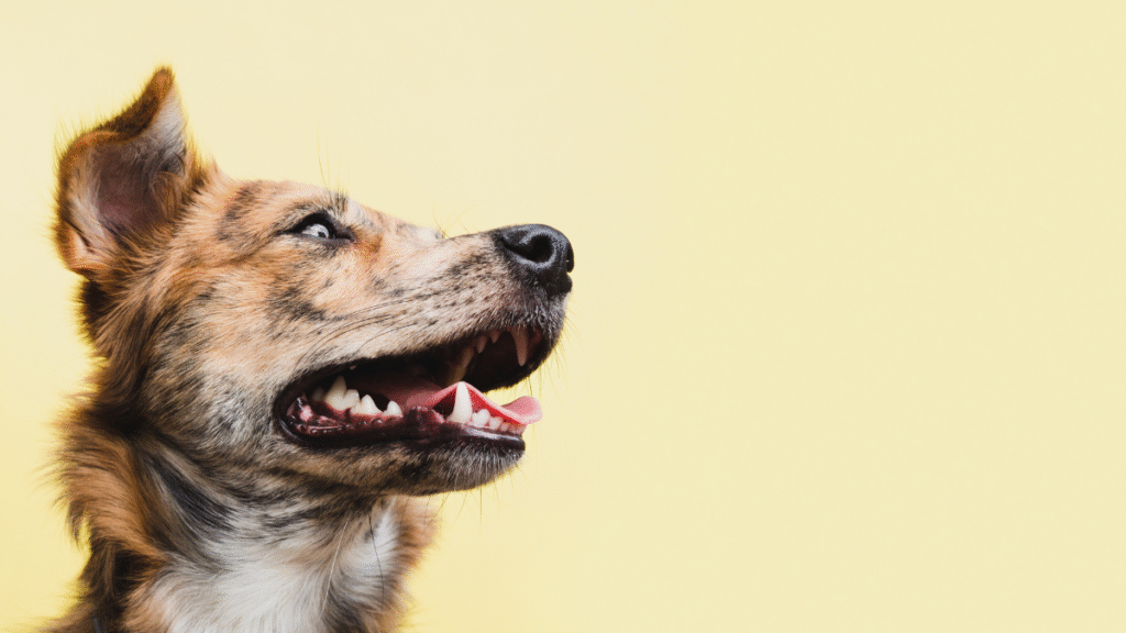 Cachorro latindo muito