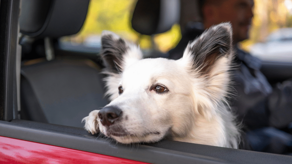 viagem de carro com cachorro