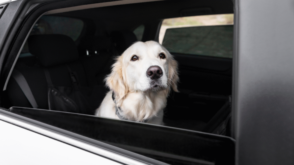 Viagem de carro com cachorro